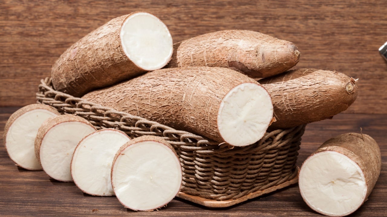 Manihot esculenta (Yuca, manioc, guacamota) Cassava raw tuber.