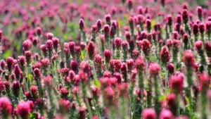 Field of pink crimson clover. Agriculture nitrogen-fixing cover crop.