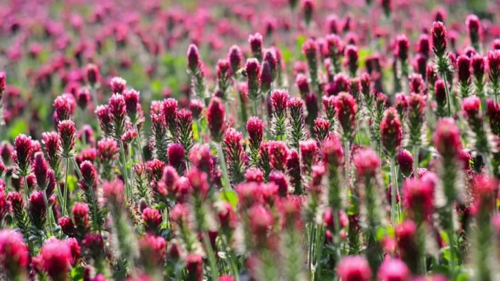 Stop Leaving Your Garden Beds Bare: 9 Cover Crops That Quietly Build Better Soil All Season Long