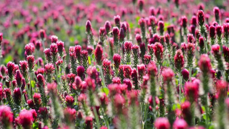 Field of pink crimson clover. Agriculture nitrogen-fixing cover crop.