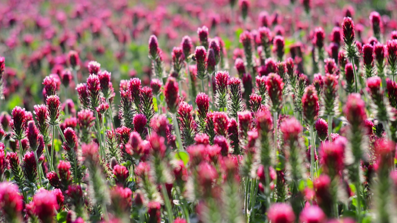 Field of pink crimson clover. Agriculture nitrogen-fixing cover crop.