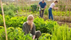 Adult woman working at small home garden with her family, engaged in cultivation of vegetables.