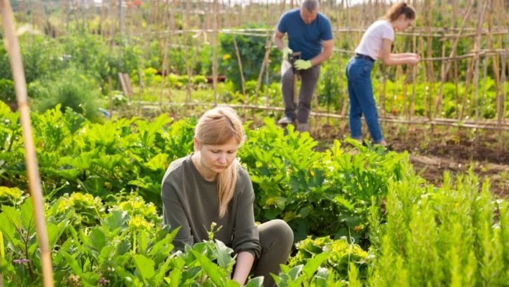 9 Signs Your Garden Plants Are Too Crowded, and the Damage May Already Be Done
