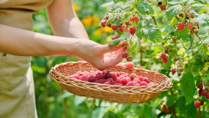 6 Fruits That Are Cheaper to Grow Than Buy (Plus, the Taste is Unmatched)