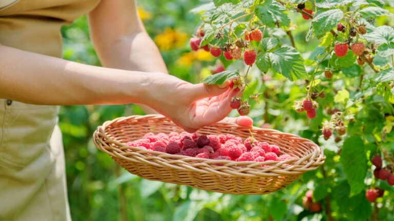Close-up of harvest of ripe raspberries in garden, woman's hands picking berries from bush in wicker basket
