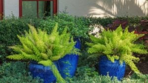 Three cobalt blue garden vases with lush ornamental foliage plants, including, perhaps, foxtail fern (binomial name: Asparagus aethiopicus) (at left and right), in west central Florida