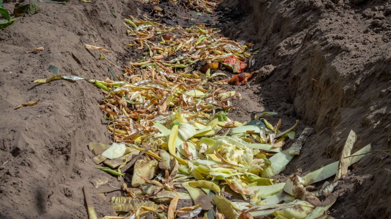A compost pit or trench is dug in the garden. There are many different food waste in the compost pit.