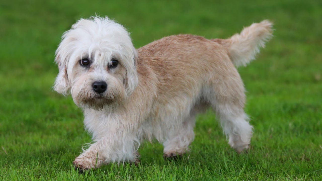 Dandie Dinmont Terrier, a rare breed
