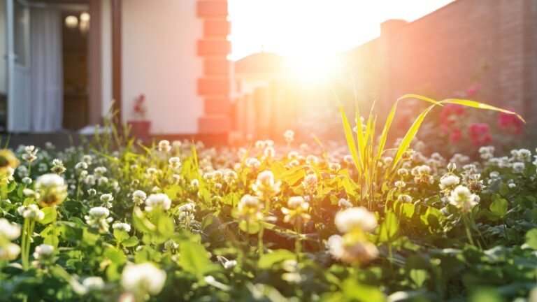 Scenic close-up macro white clover grass lawn meadow on home yard against backlit bright warm sunset evening light on background. House backyard gardening, landscaping service and maintenance concept