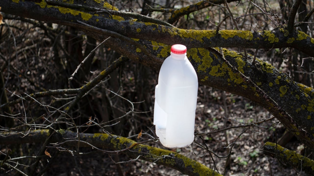 Feeder on the tree balk. Plastic bottle on tree in forest.