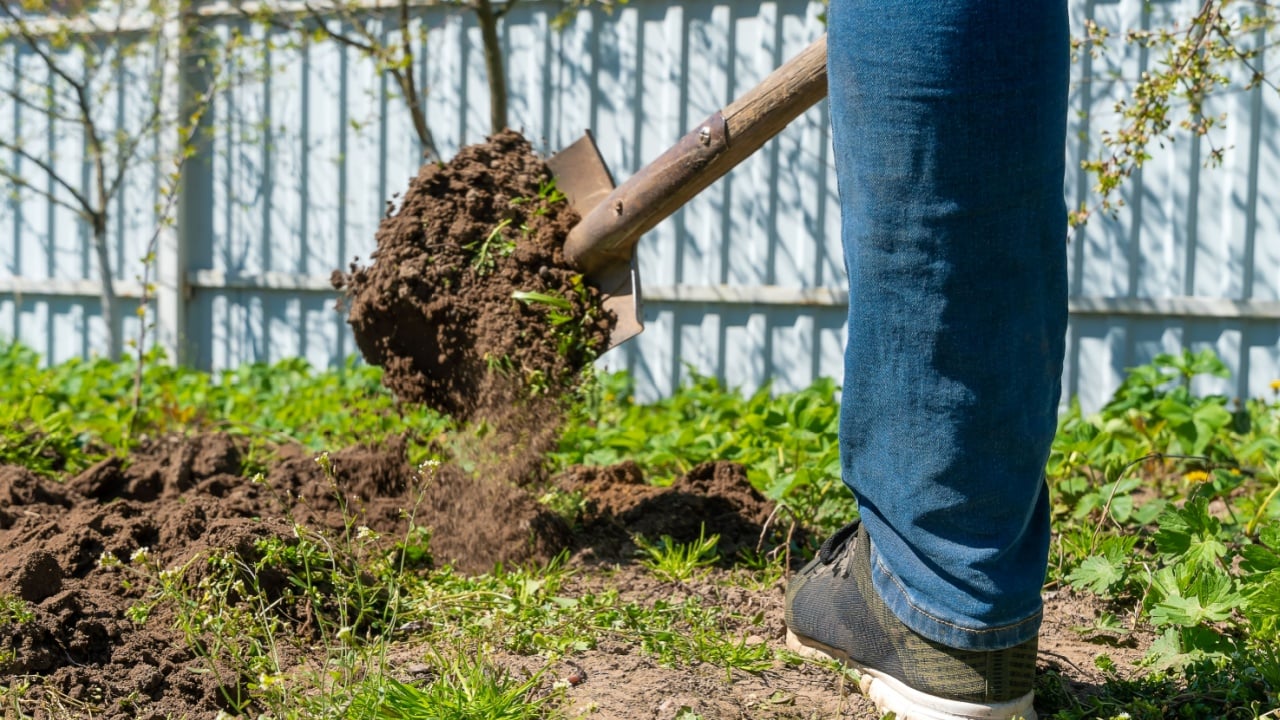 Man using a shovel covers the soil in the garden for a ridge on a sunny day close-up