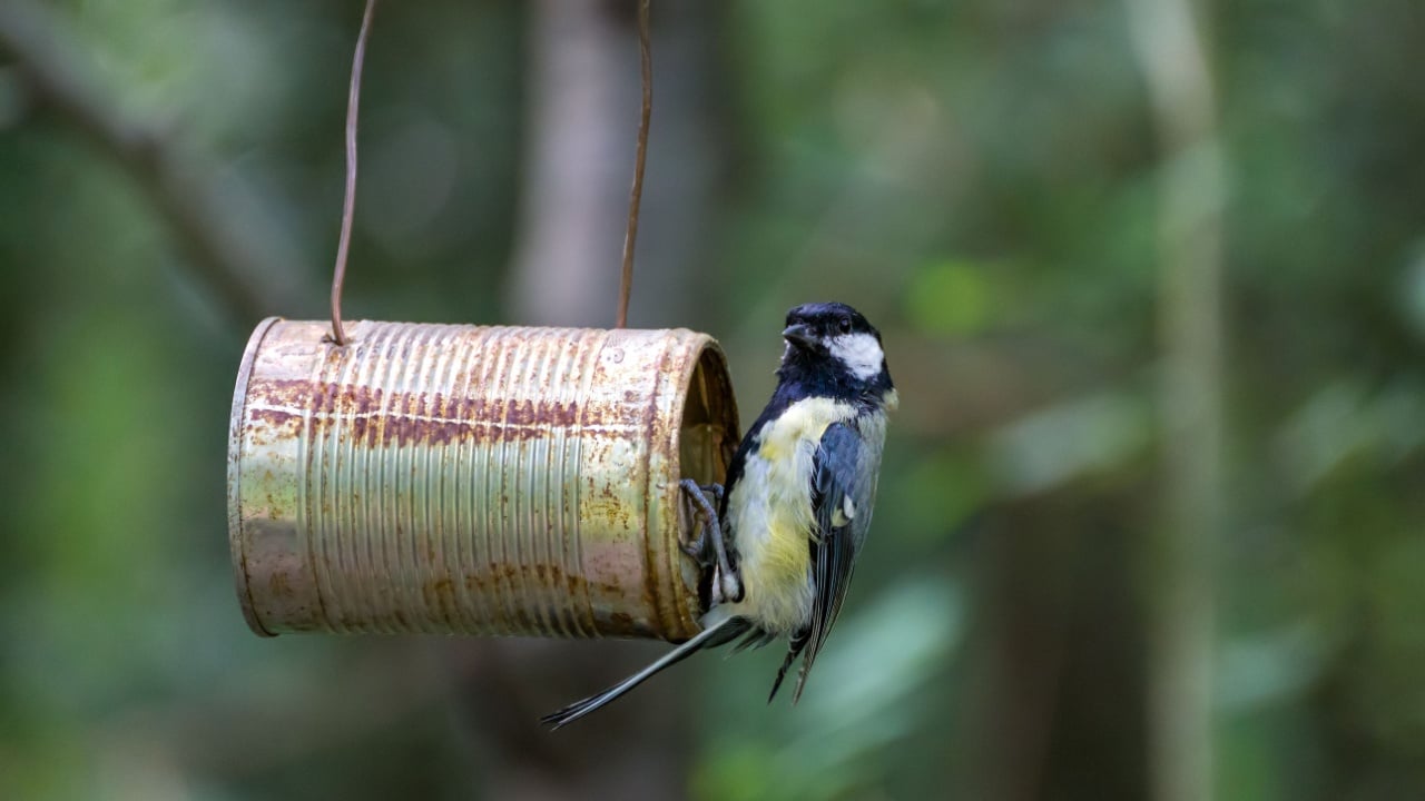 Young Great Tit looking for food in a tin can filled with seed
