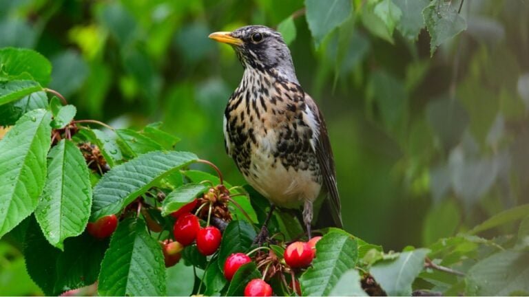 Fieldfare on a cherry tree