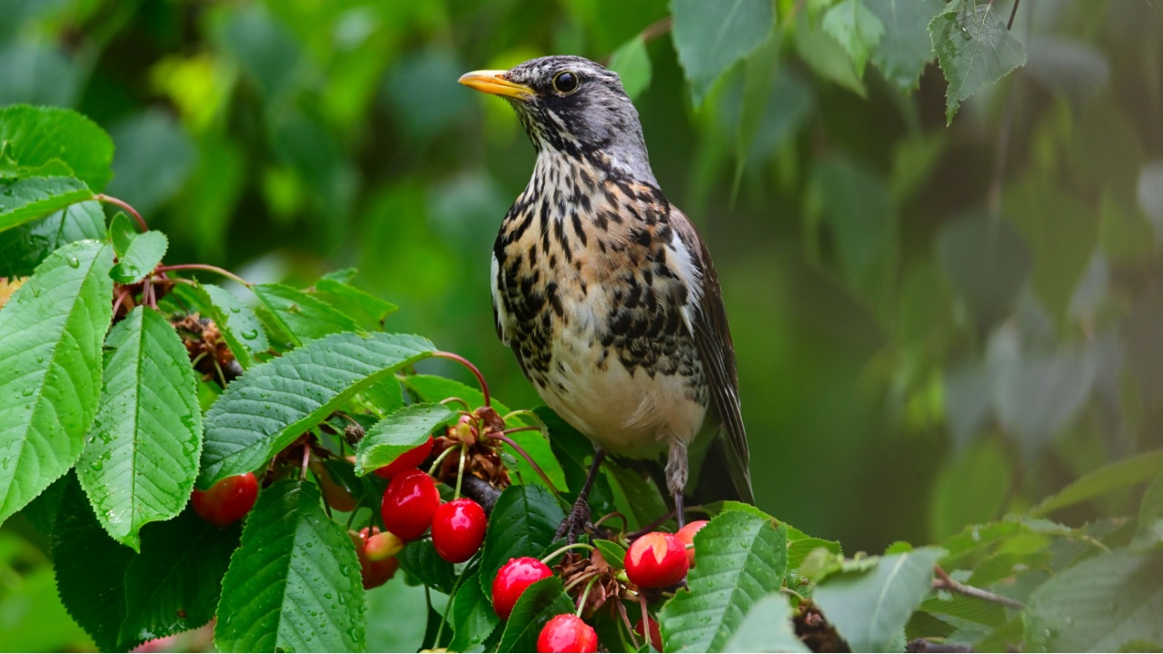 Fieldfare on a cherry tree