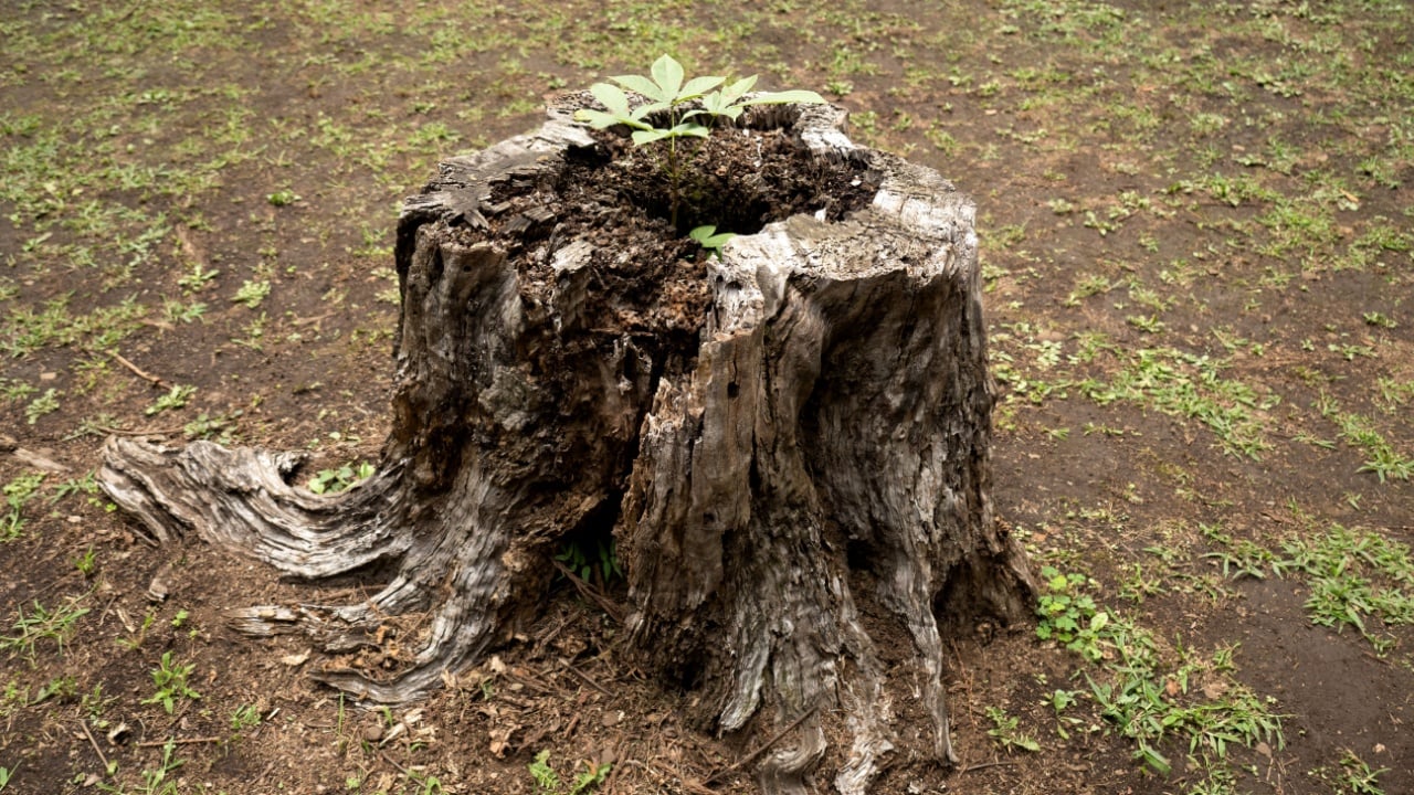 An old stump where new shoots are starting to grow.