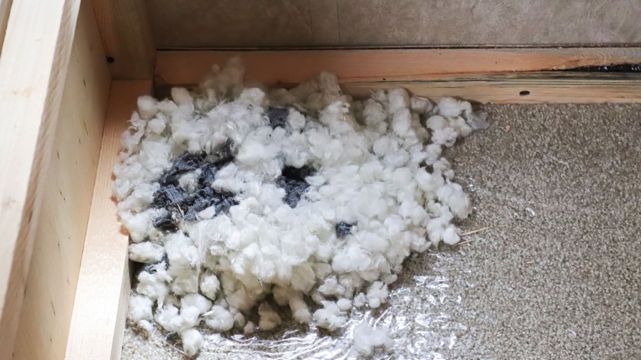 A mouse nest built in the corner of a box