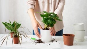 A young woman transplants a houseplant. The concept of plant care