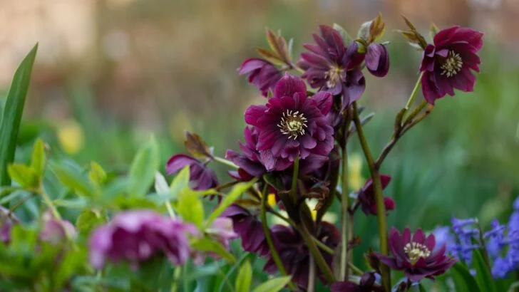 12 Shade-Friendly Perennials You Should Be Growing But Probably Aren’t