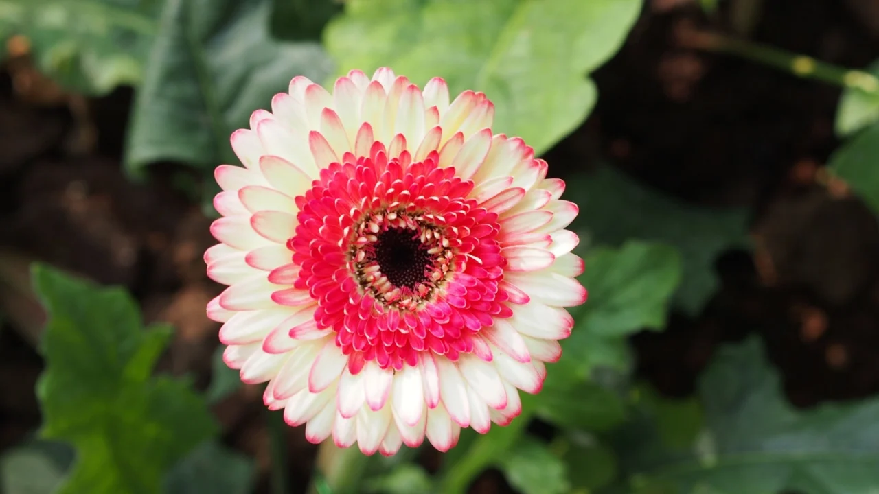 Gerbera daisy with white and pink