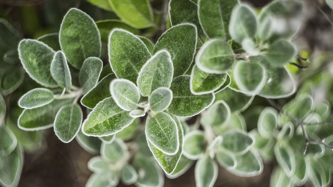 A closeup shot of brachyglottis plant