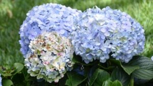 The blue hydrangea paniculata in the garden