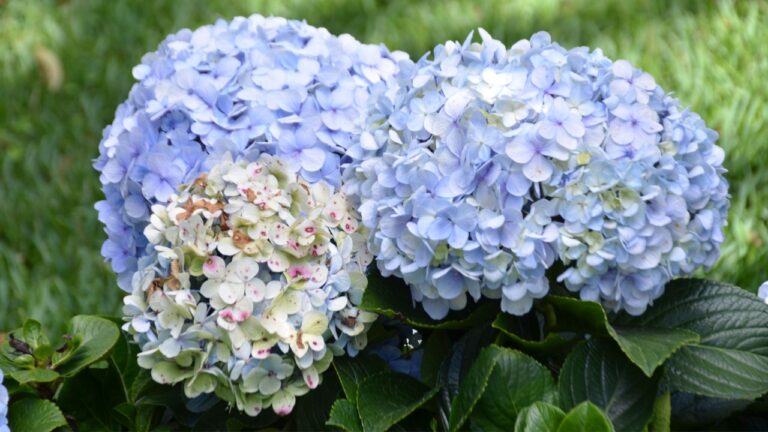 The blue hydrangea paniculata in the garden