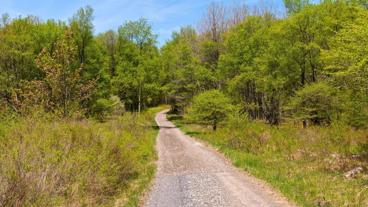 Rural Road in the Canaan Valley National Wildlife Refuge near Davis, West Virginia