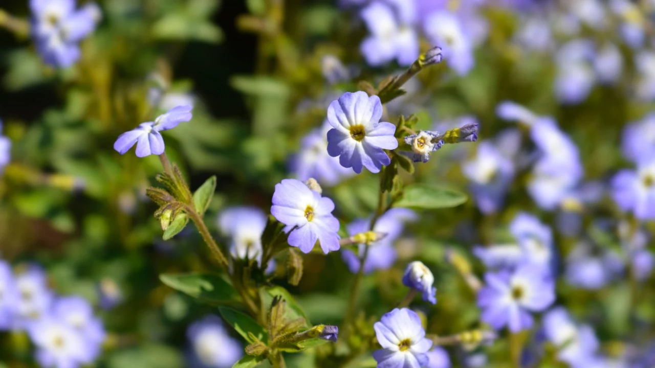 Bush violet flowers - Latin name - Browallia americana