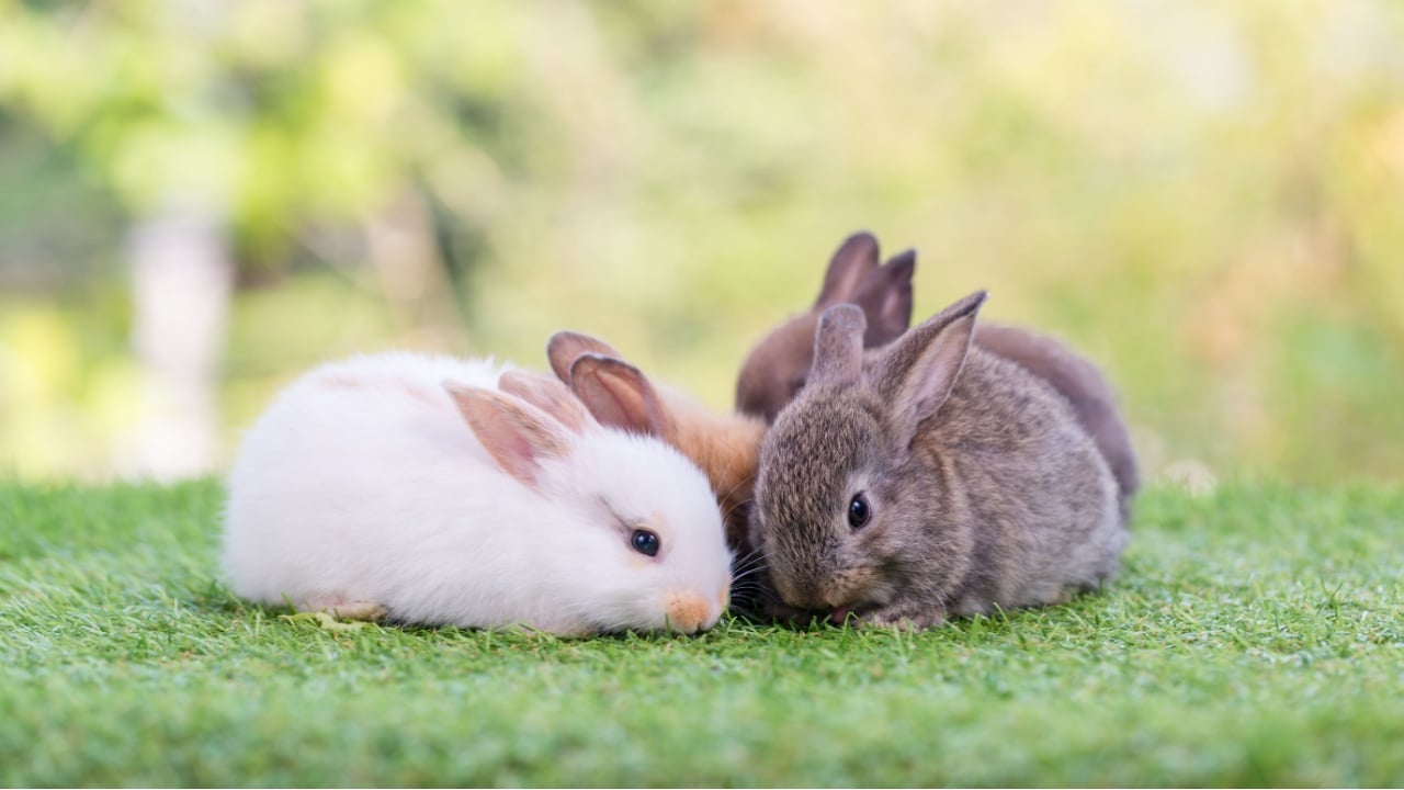 Adorable and cute new born rabbit. baby cute rabbit or new born adorable bunny. Easter Bunny.