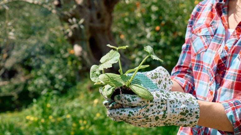Woman gardener holding young zucchini seedlings. Horticulture sostenible. Gardening Hobby.