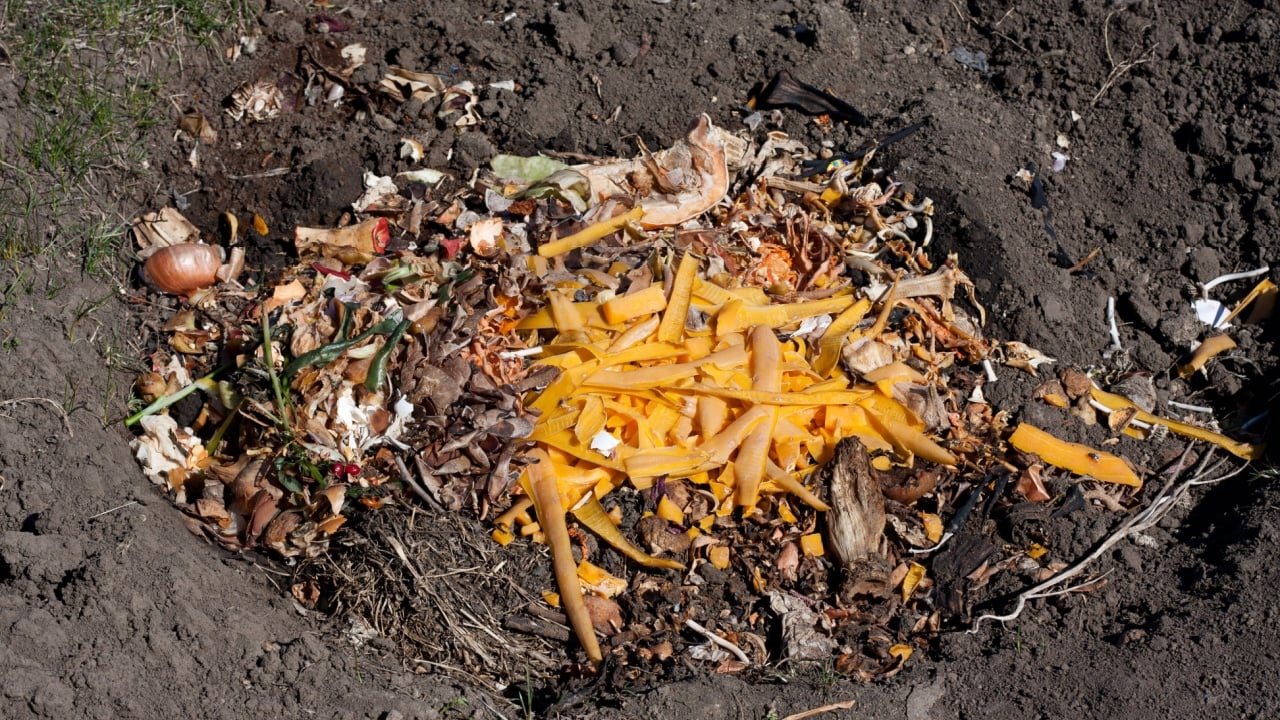 Food waste in compost pit on private garden. Rotting organic waste for compost. Outdoor.
