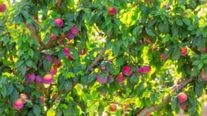 Harvesting. Closeup of ripe purple plums on tree branches in green foliage of orchard on sunny day..