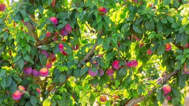 7 Easy Fruit Trees for Beginners that Practically Grow Themselves