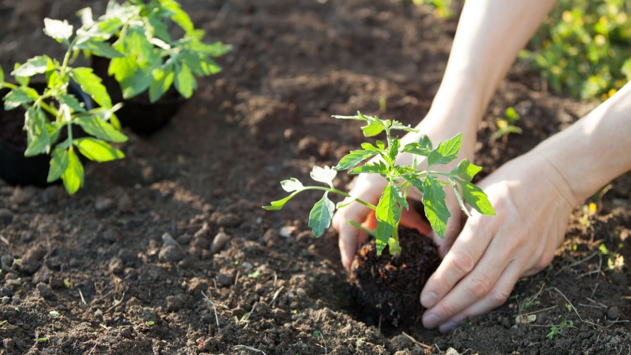 hands planting tomato seedling on garden