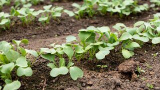 Seedling in the garden bed in spring