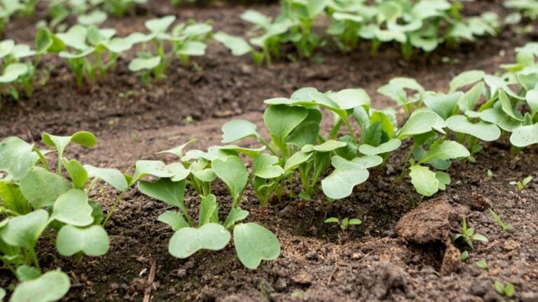 Seedling in the garden bed in spring