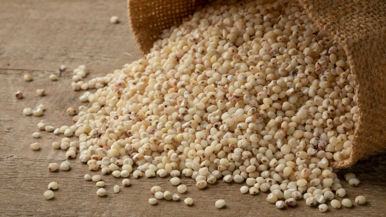 Burlap bag with raw Sorghum grain.