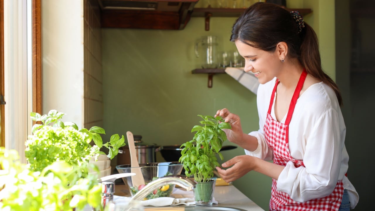 Young woman picking fresh leaves from potted basil at countertop in kitchen