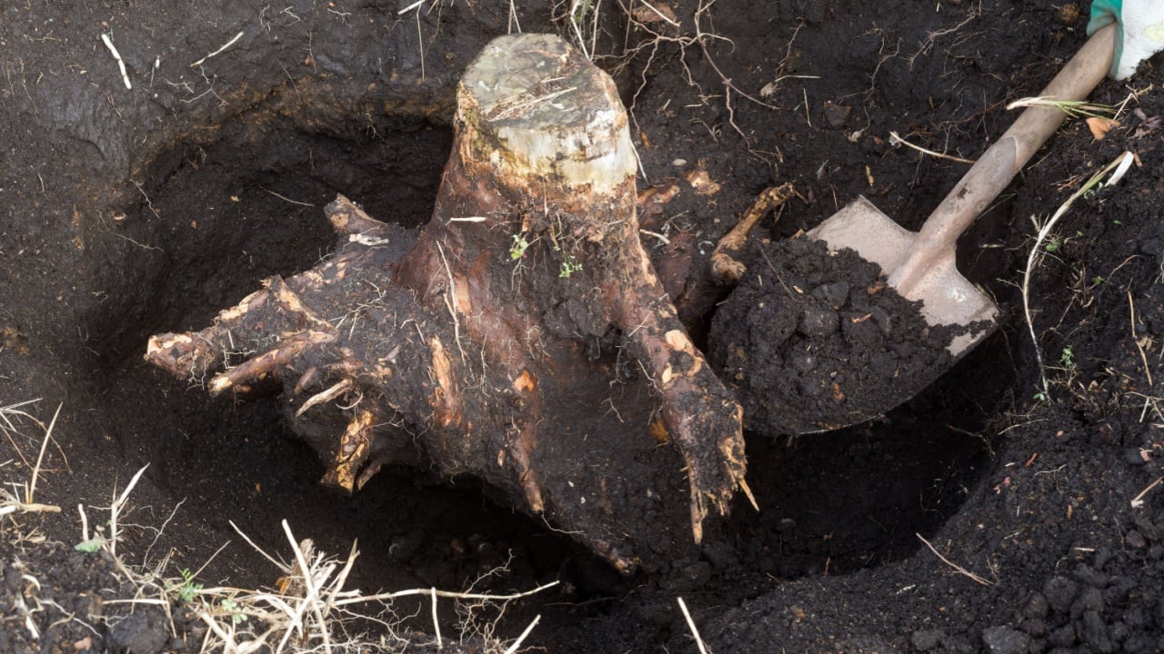 Tree stump with digging the soil around in shovel
