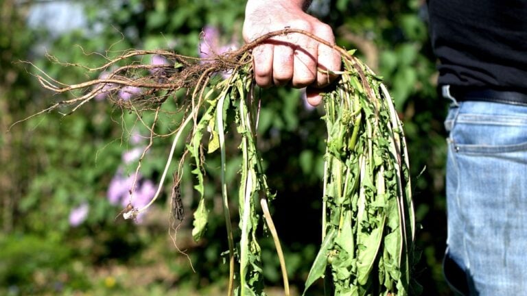 An entire dandelion plant pulled from the ground down to its roots held in a man's fist.