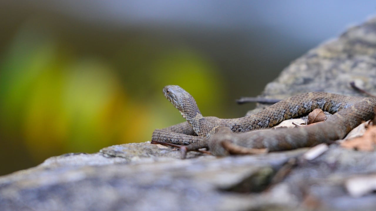 Baby grass snake on a stone wall
