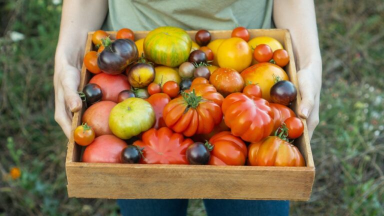 Farmer holds a decomposable cardboard box with a ripe tomato mix. Fresh vegetables for sale at the local farmers market. The concept of gardening and delivery of organic vegetables. Ecofarm worker