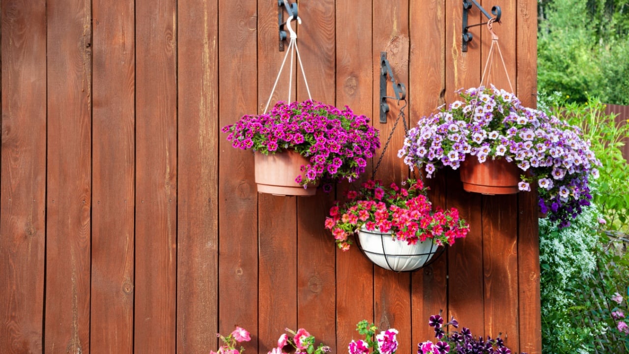 A gorgeous calibrachoa bushs in a hanging baskets. Pots of bright calibrachoa flowers hanging on a wooden wall. Flower pots lit by the sun in a hanging pot on the terrace.