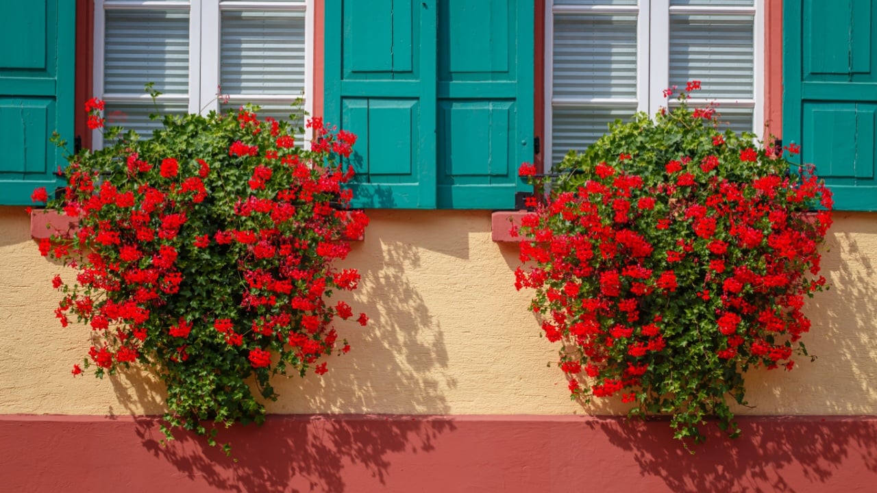 Windows with Geranium red flowers, Germany street. Hanging geranium blooms, close up. Ivy geranium blossoms. Pelargonium peltatum flowers. Growing Hanging Geranium on house wall