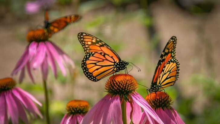 9 Plants That Actually Attract Monarch Butterflies Before They’re Gone for Good