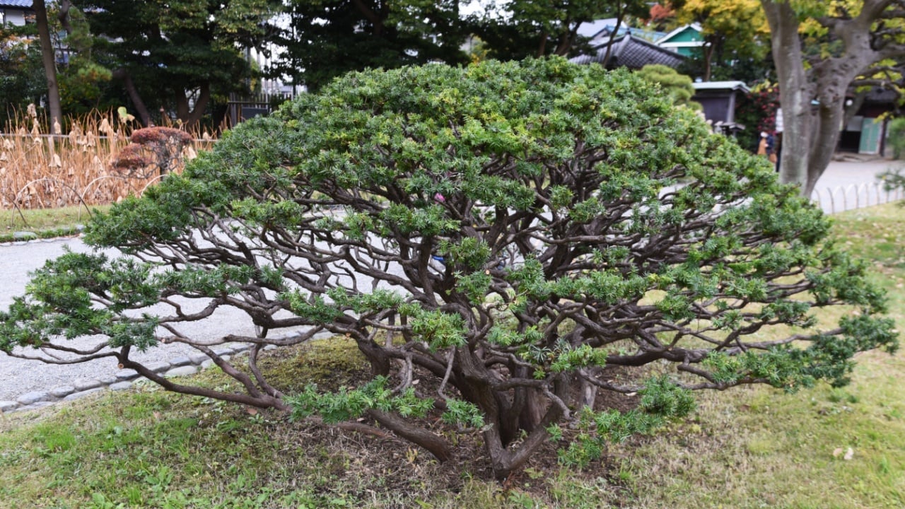 Dwarf japanese yew. Taxaceae evergreen coniferous shrub.It spreads horizontally near the base of the tree and is used for Japanese style gardens ,bonsai and hedges.