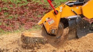 Stump Grinding A Tree Trunk - Close Up