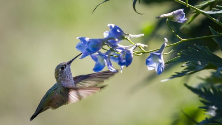 close up of a beautiful scene with a hummingbird fling feeding in blue flowers