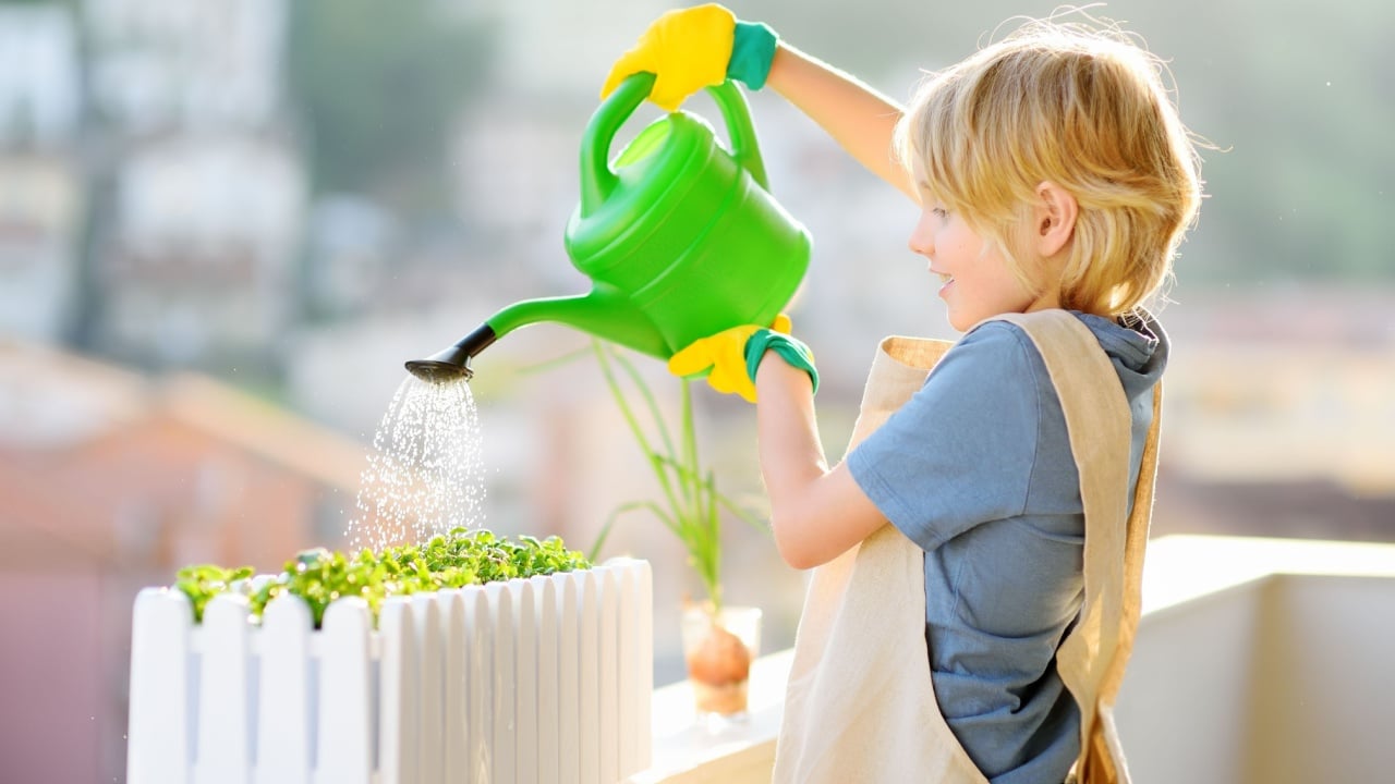 Cute boy is watering self-grown microgreens plants in a box on the balcony on sunny summer day. Children doing housework.