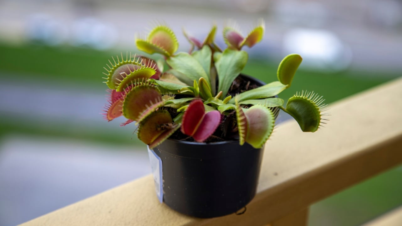 Small pot with insectivorous Dionaea Muscipula – Venus flytrap on the yellow fence of the balcony. Blured background.